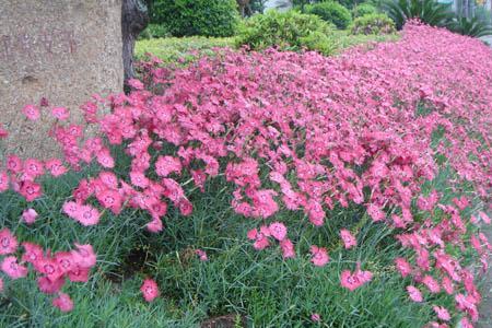 常夏石竹优缺点