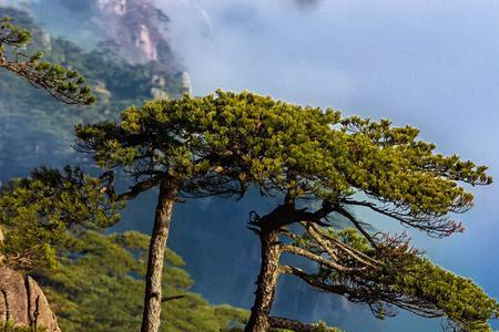 黄山松叶子发黄怎么办