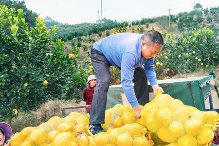 金兰柚种植的株距