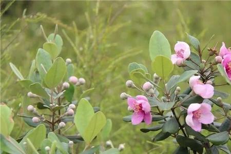 稔子开花流蜜吗