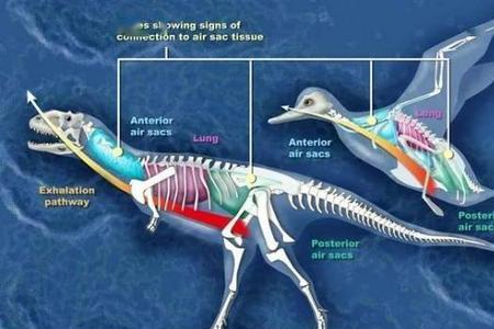 恐龙的骨骼和鸟的骨骼区别