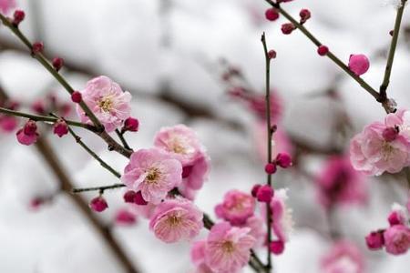 雪是梅花意思