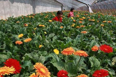 花卉种植属于什么行业