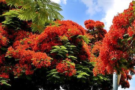 凤凰花是什么城市的市花