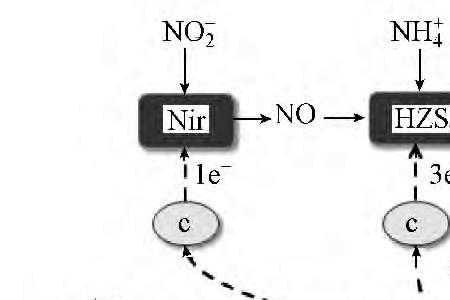 nh2oh电子式