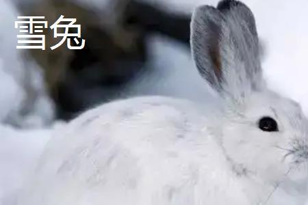 雪兔绒是什么和獭兔绒的区别