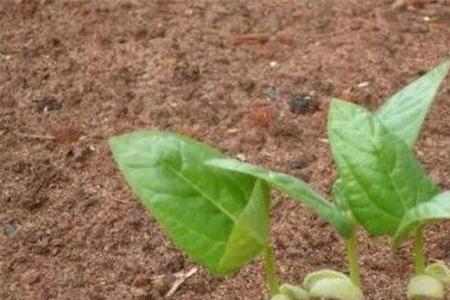 大白豆种植的株距和行距