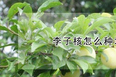 蜂糖李果核会发芽吗