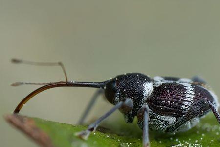 榛子里的虫子长大后是什么虫子