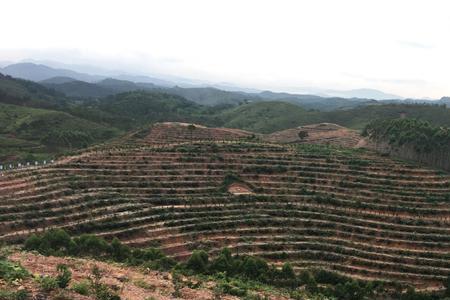 广西最大茶油基地