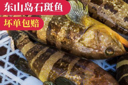 海南海钓石斑鱼用什么饵料钓