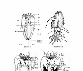 怎样鉴别乌贼雌雄