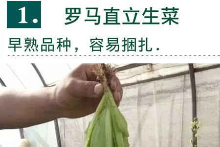 孔雀菜与高档生菜的区别