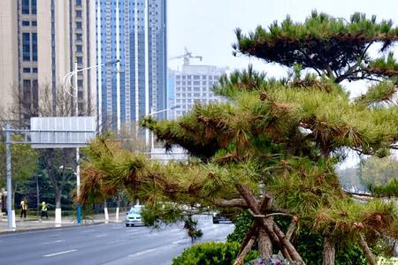 建造道路绿化带需要什么材料