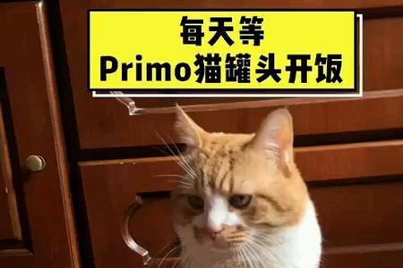 猫冬天吃罐头用加热吗