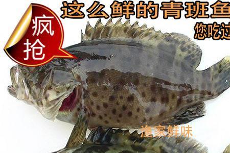 青石斑用哪种钓好