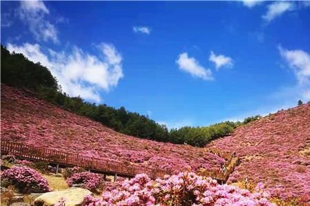 马鹿塘花海什么时候开花