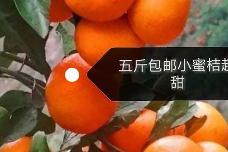 柳叶橘和蜜橘哪个甜