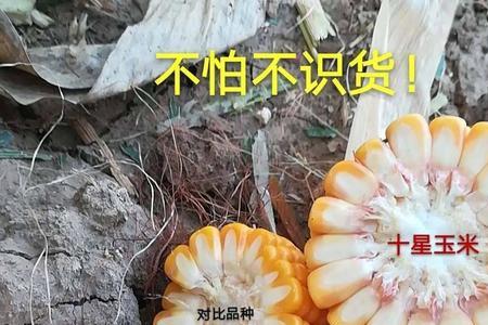 十星玉米白加红都是什么品种