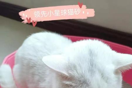 猫一直窝猫砂是怎么回事