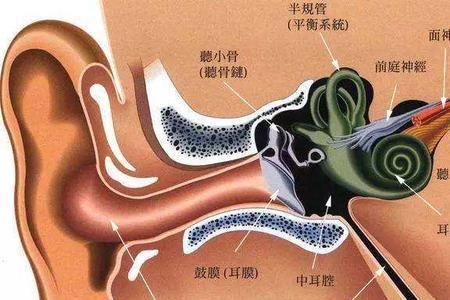 双耳道是什么意思