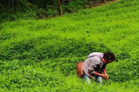 绞股蓝种植每个月可以采几次