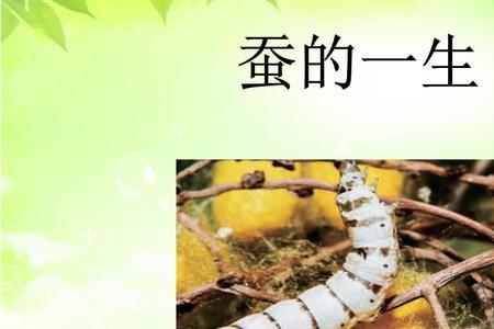 蚕和鸟的相同点和不同点