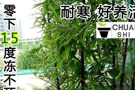 青竹根栽种方法