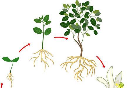 柠檬树是从地下开始长大的