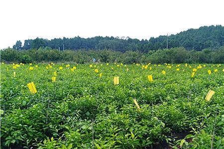 爱媛38号柑橘种植技术