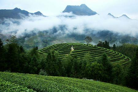 武夷山云雾茶是什么茶