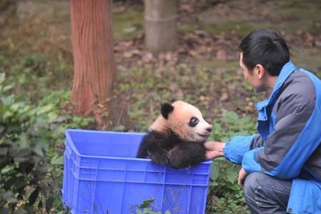 熊猫饲养员受伤几率高吗