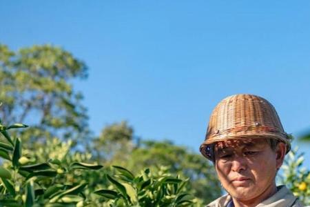 褚橙种植方法和时间