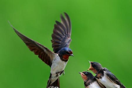 人碰了燕子燕子会死吗