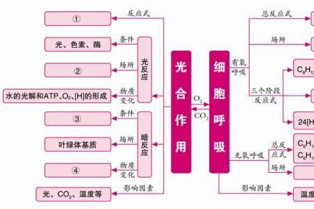 生物必修一中水泡的形成原因