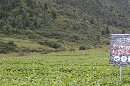 南方丘陵地带适合种植哪种药材