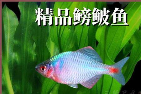 鳑鲏斑马哪个好养