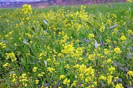 四川油菜苔种植时间和方法