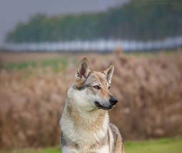 捷克狼犬为什么叫dk