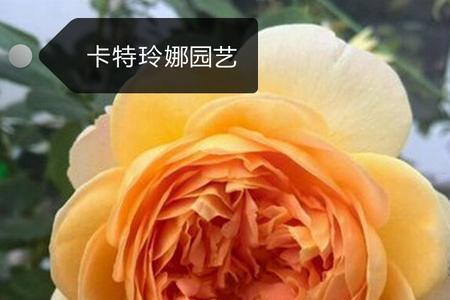 月季花王妃好养吗