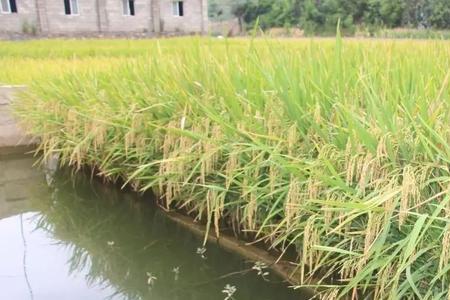 稻花鱼什么季节上市