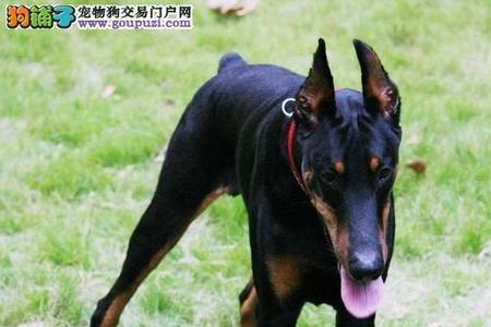 史宾格犬和杜宾怎么选择