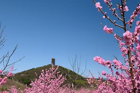 平谷桃花海需要预约吗