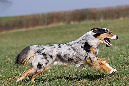 澳洲牧羊犬为什么断尾