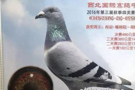 公棚指定鸽什么意思