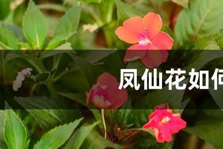 洋凤仙花怎样扦插