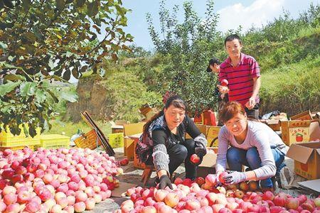 泾川苹果和静宁苹果的区别