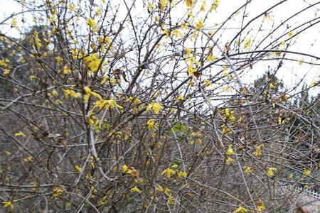 青岛去哪挖花土