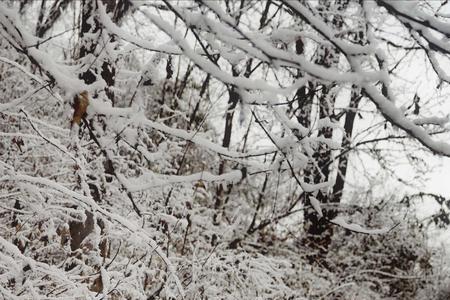 飘雪无垠什么意思