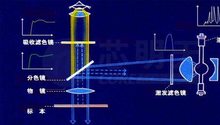 单光子显微镜成像原理